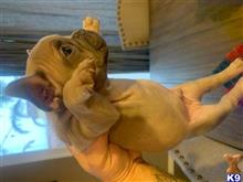 french bulldog puppy posted by Cammeron Richard